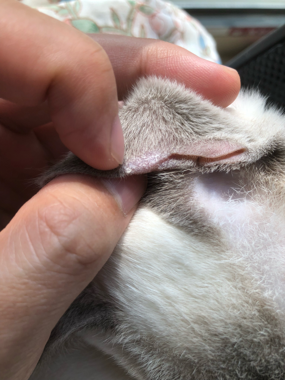 耳朵上秃了一块有皮屑是猫藓吗