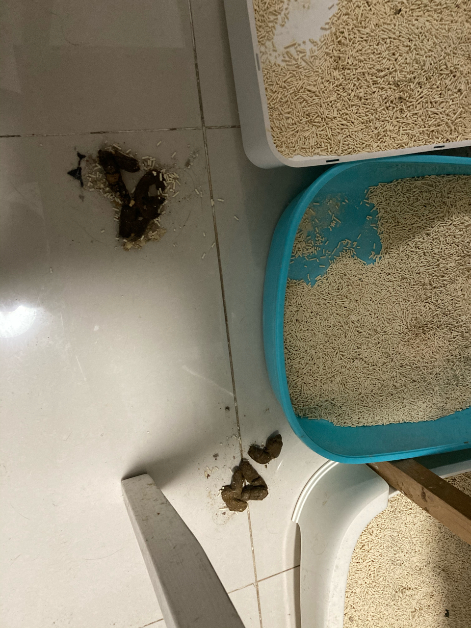 有没有解决过猫不在猫砂盆里拉屎的好兄弟