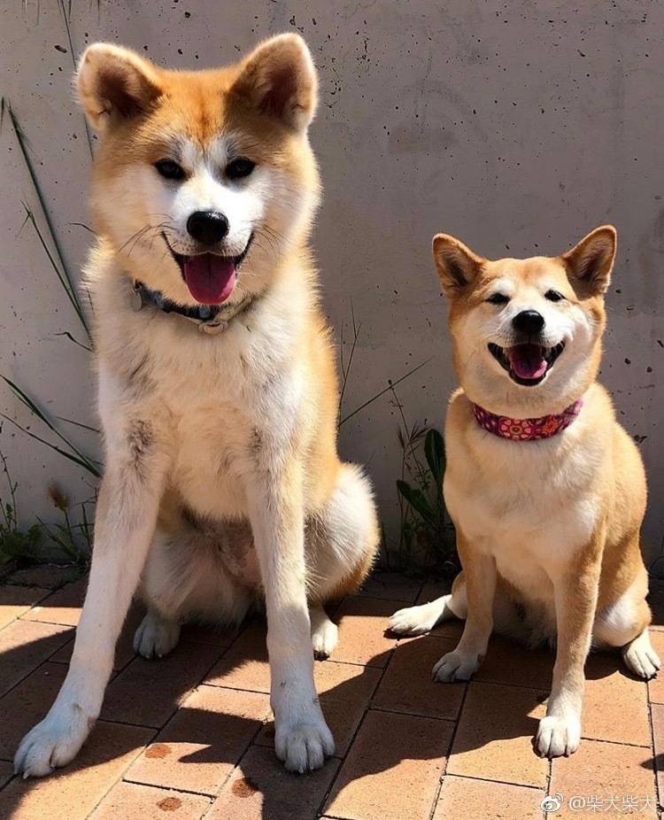 秋田和日本柴犬有什么区别?