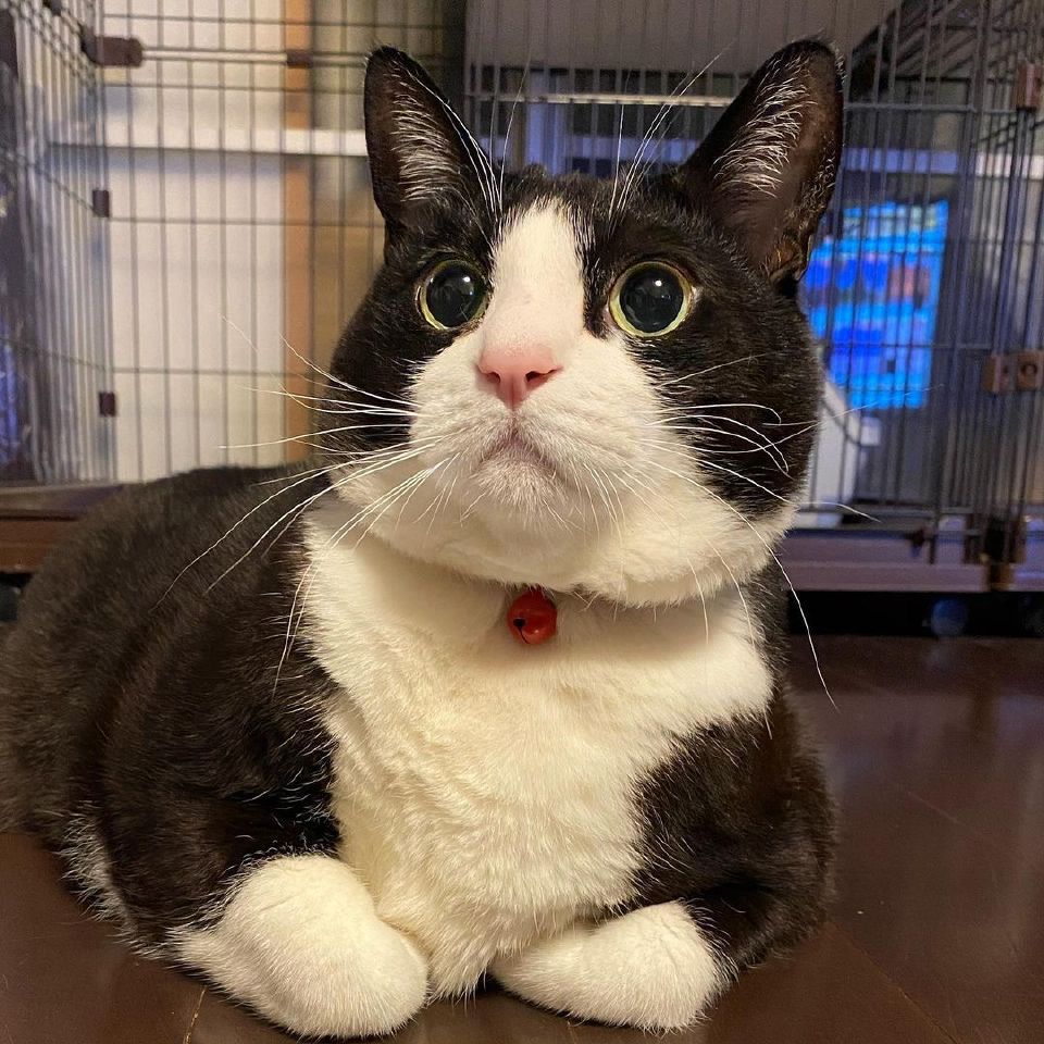 云吸到一只终极屌面奶牛巨猫我好了转自wb