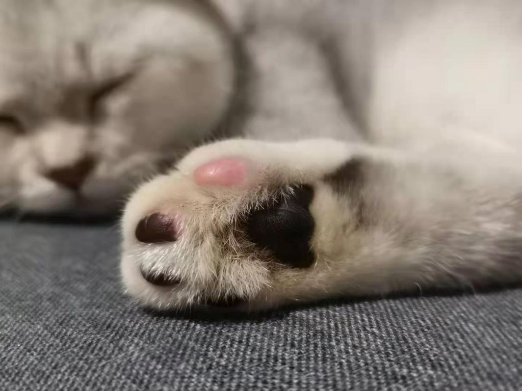 五个月的银渐层 肉垫为什么颜色不一样?