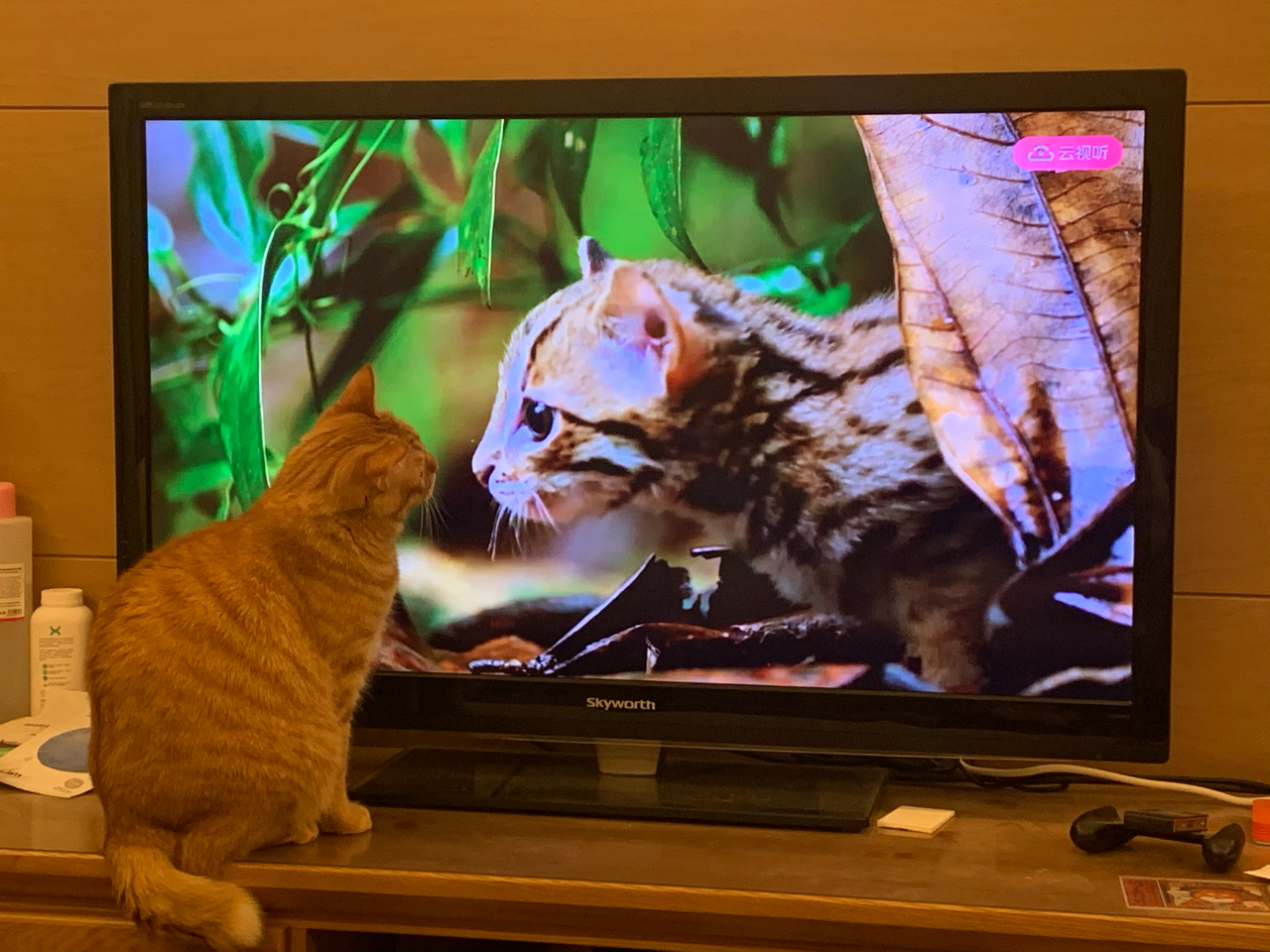 小猫咪看电视 nga玩家社区