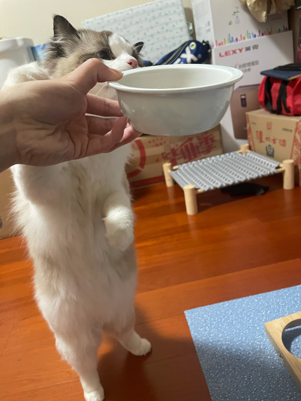 [提问求助]为什么我家猫那么爱吃某f品牌的猫粮啊,有点担心是不是粮有