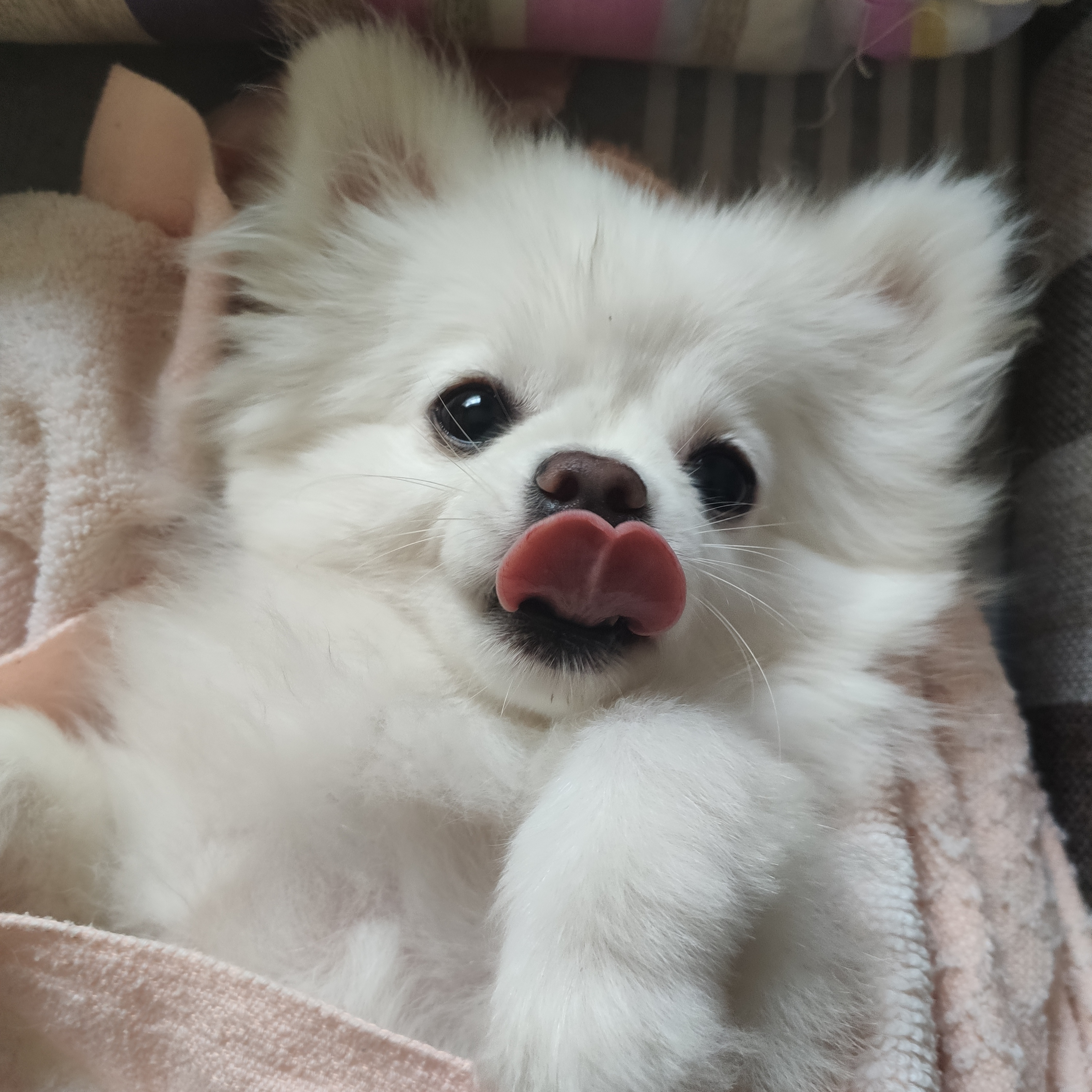 发点家里的傻狗博美