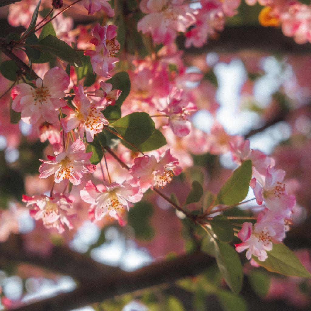 周末的花花照片,估计下周就都谢了. nga玩家社区