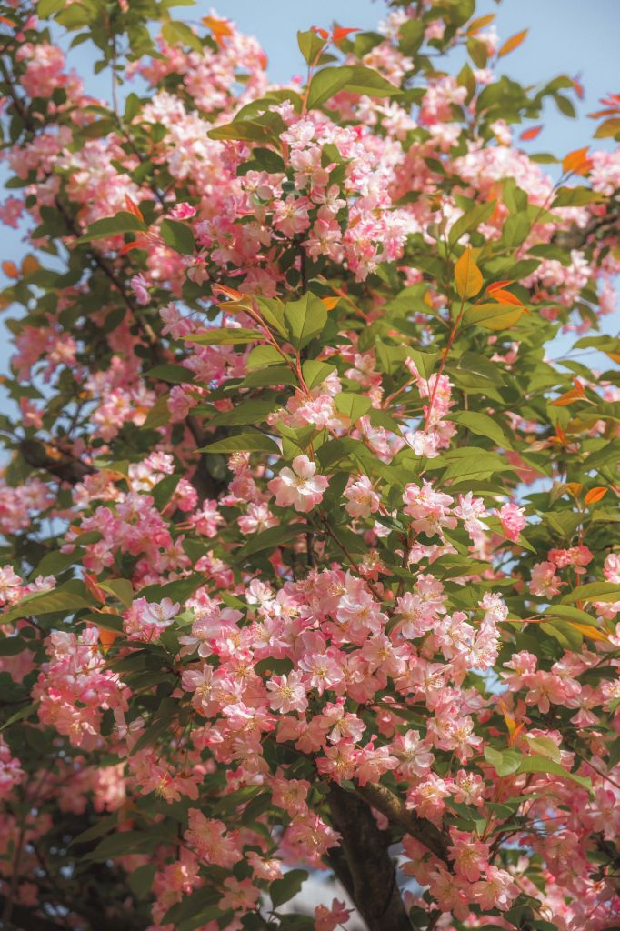 周末的花花照片,估计下周就都谢了. nga玩家社区