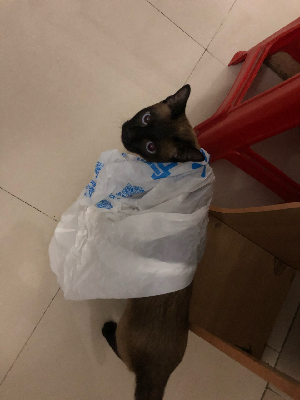 猫砸从柜子上跳下来把切齿摔崩了