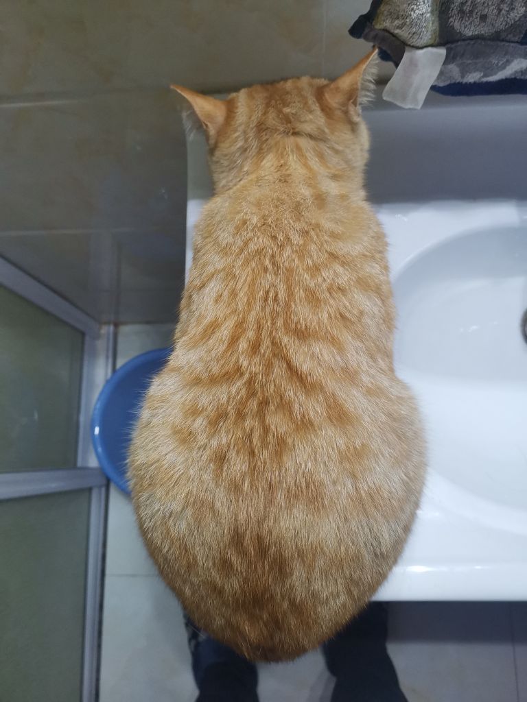 11个月的母猫34公斤胖吗