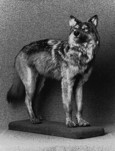 拉普兰德论纽芬兰狼的灭亡