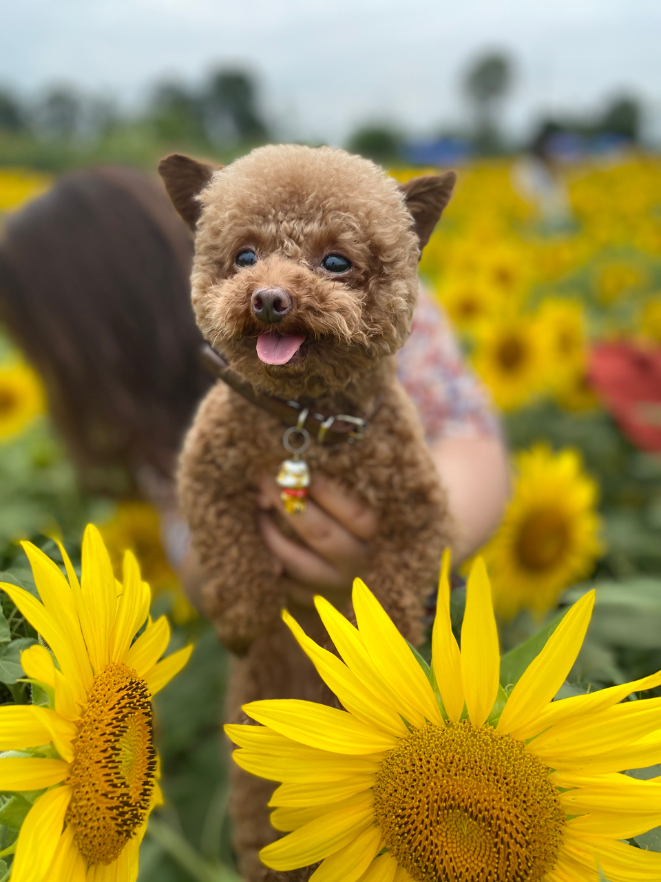 飞耳泰迪找老公