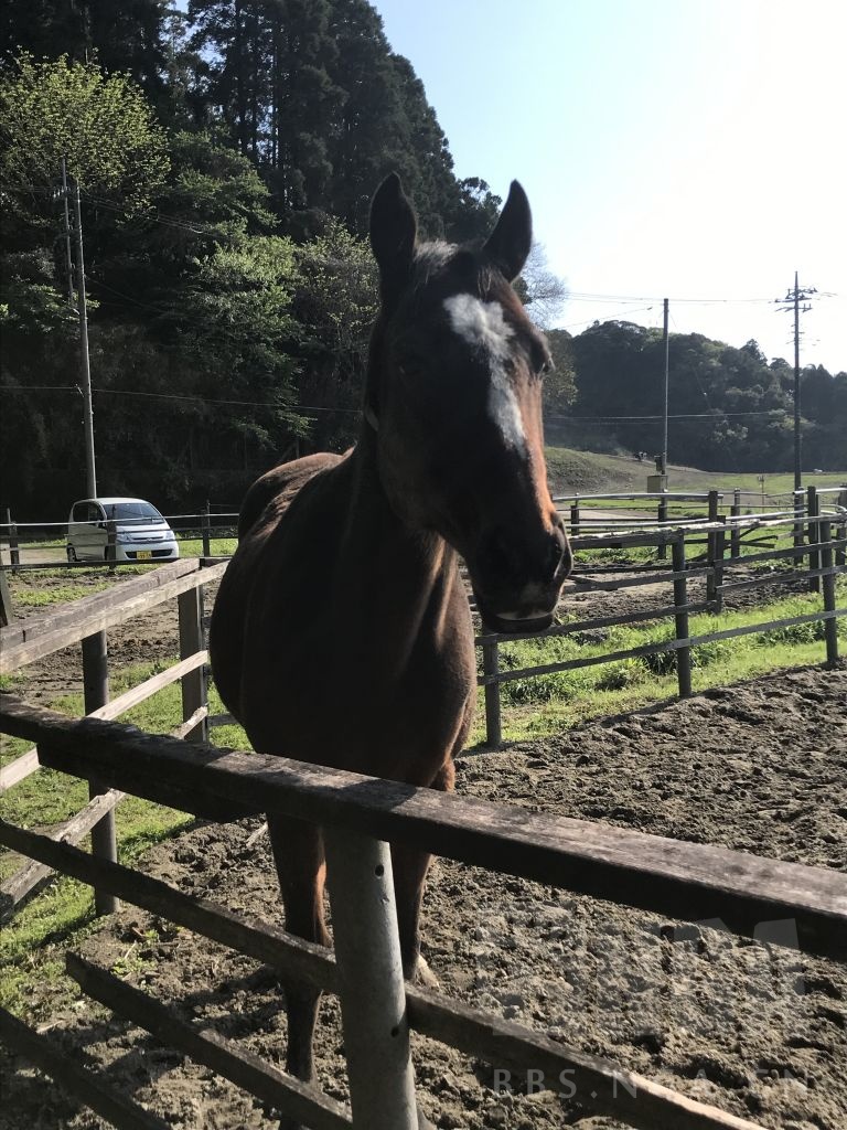 闲聊杂谈今天去见了乌拉拉本马顺带体验了下现实育马