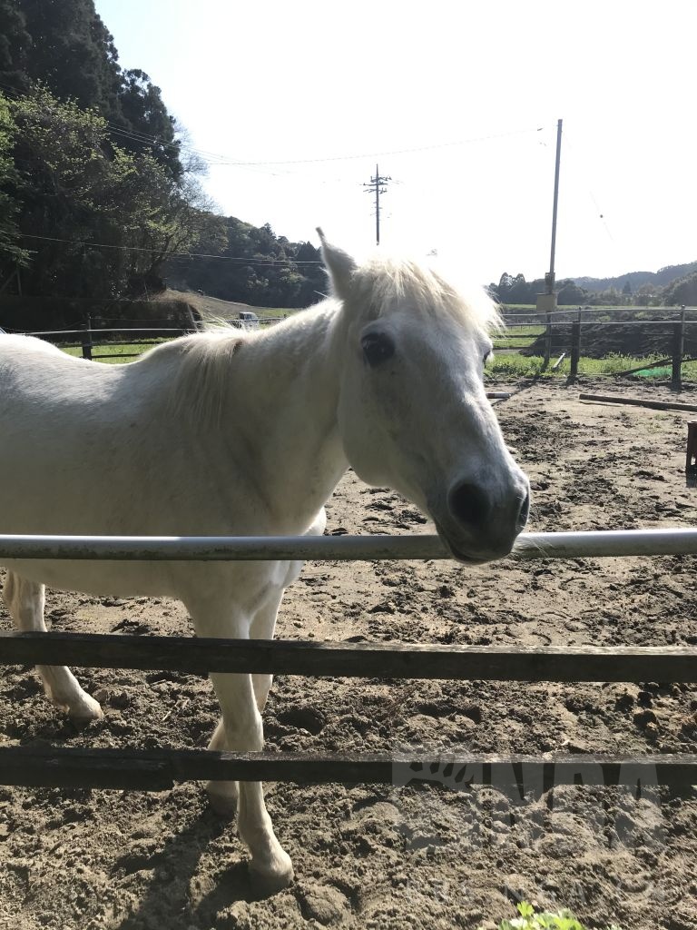 闲聊杂谈今天去见了乌拉拉本马顺带体验了下现实育马