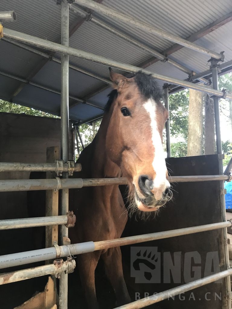 闲聊杂谈今天去见了乌拉拉本马顺带体验了下现实育马