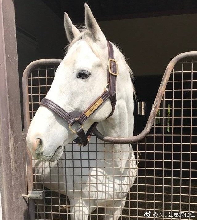 [闲聊杂谈] 有无黄金船本马的美图