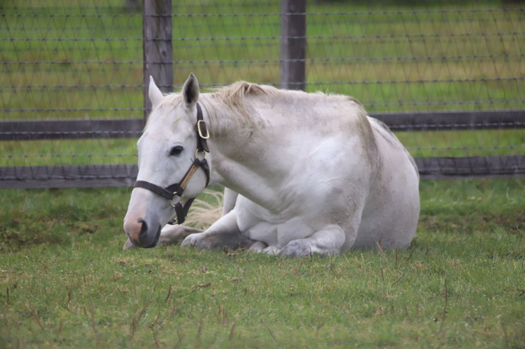 [闲聊杂谈] 有无黄金船本马的美图