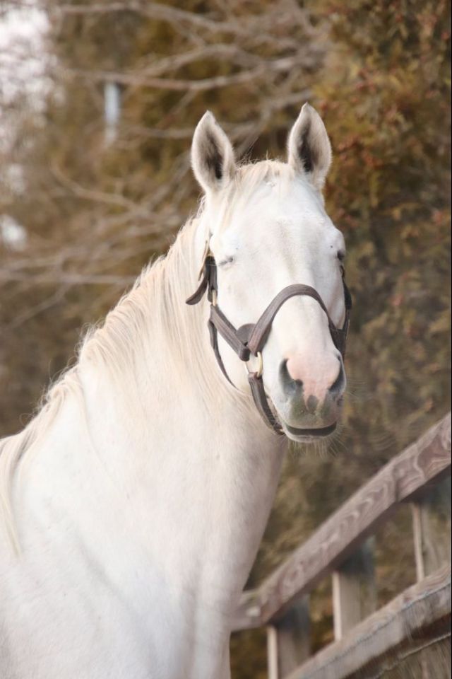 闲聊杂谈有无黄金船本马的美图