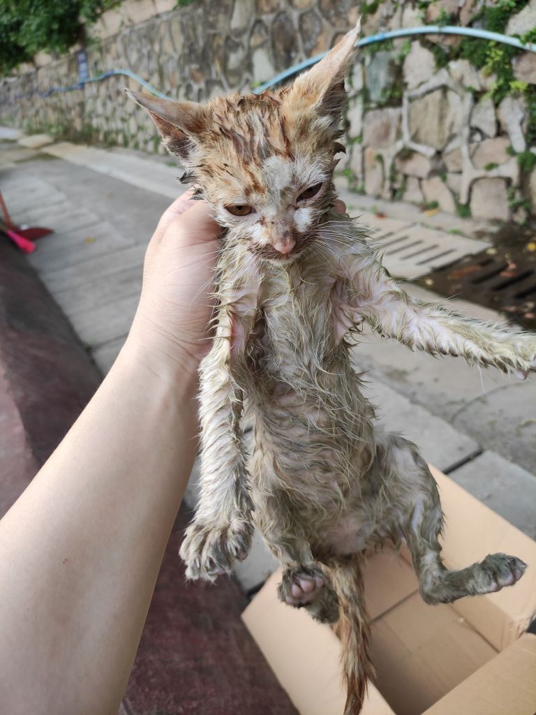 爬下水道救的猫