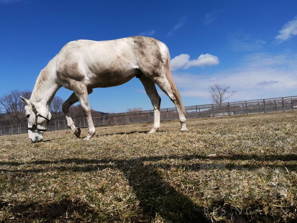 [闲聊杂谈] 有无黄金船本马的美图