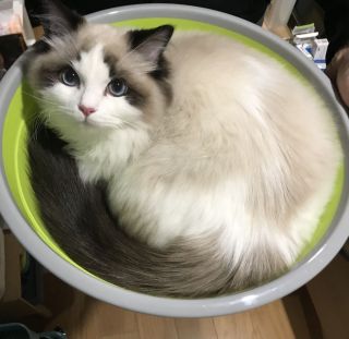 养了一只6个月的布偶猫有需要注意的嘛