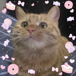 拍了几张猫咪萌照