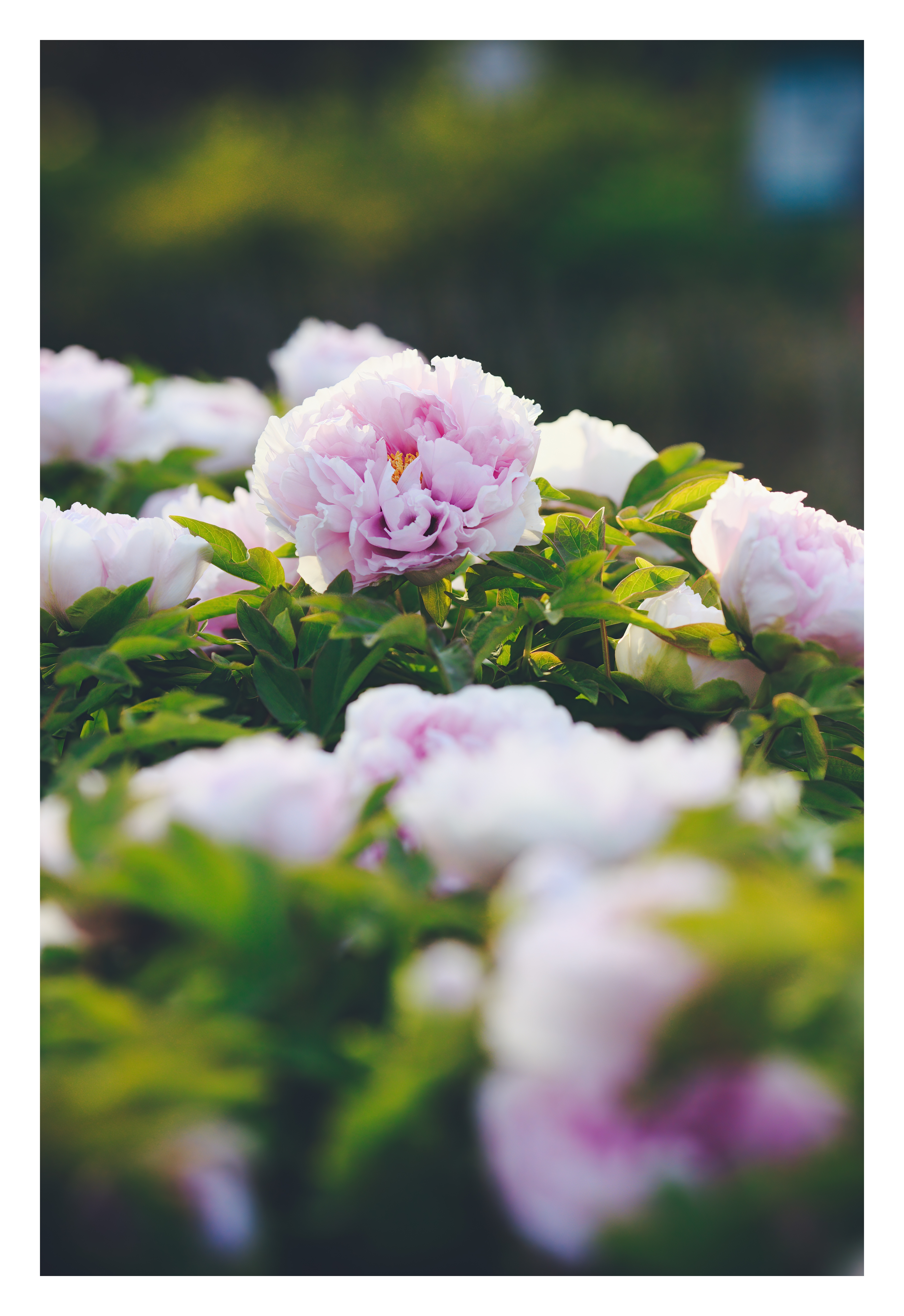 唯有牡丹真国色花开时节动京城