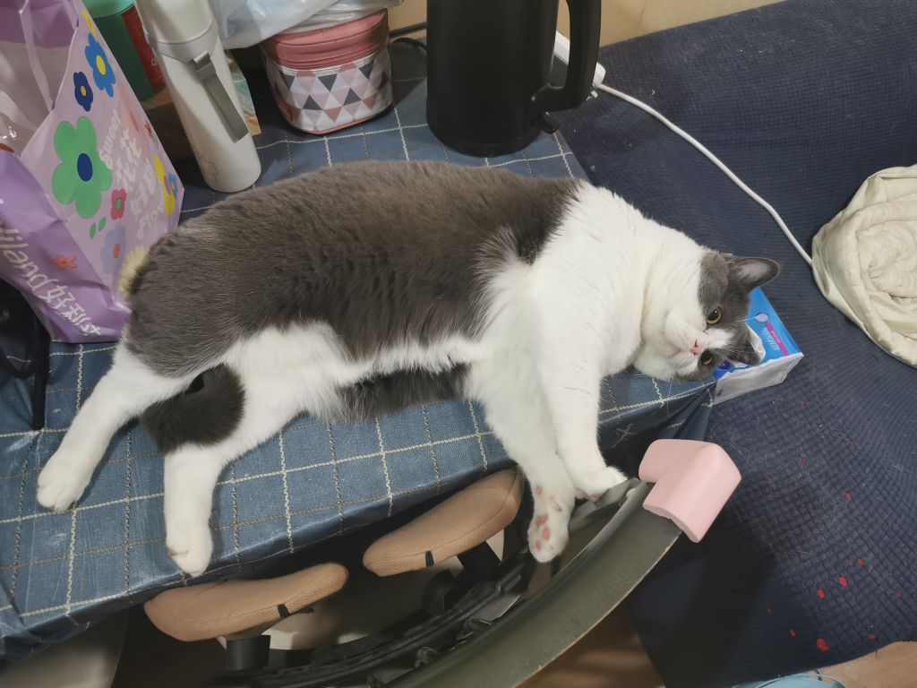 当真正得知猫死的那一刻,才知道自己根本憋不住