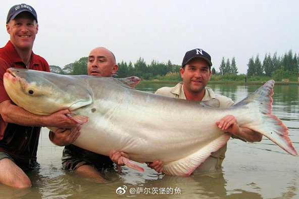 我这辈子有一个小小的愿望 想大口畅快地吃酸菜鱼