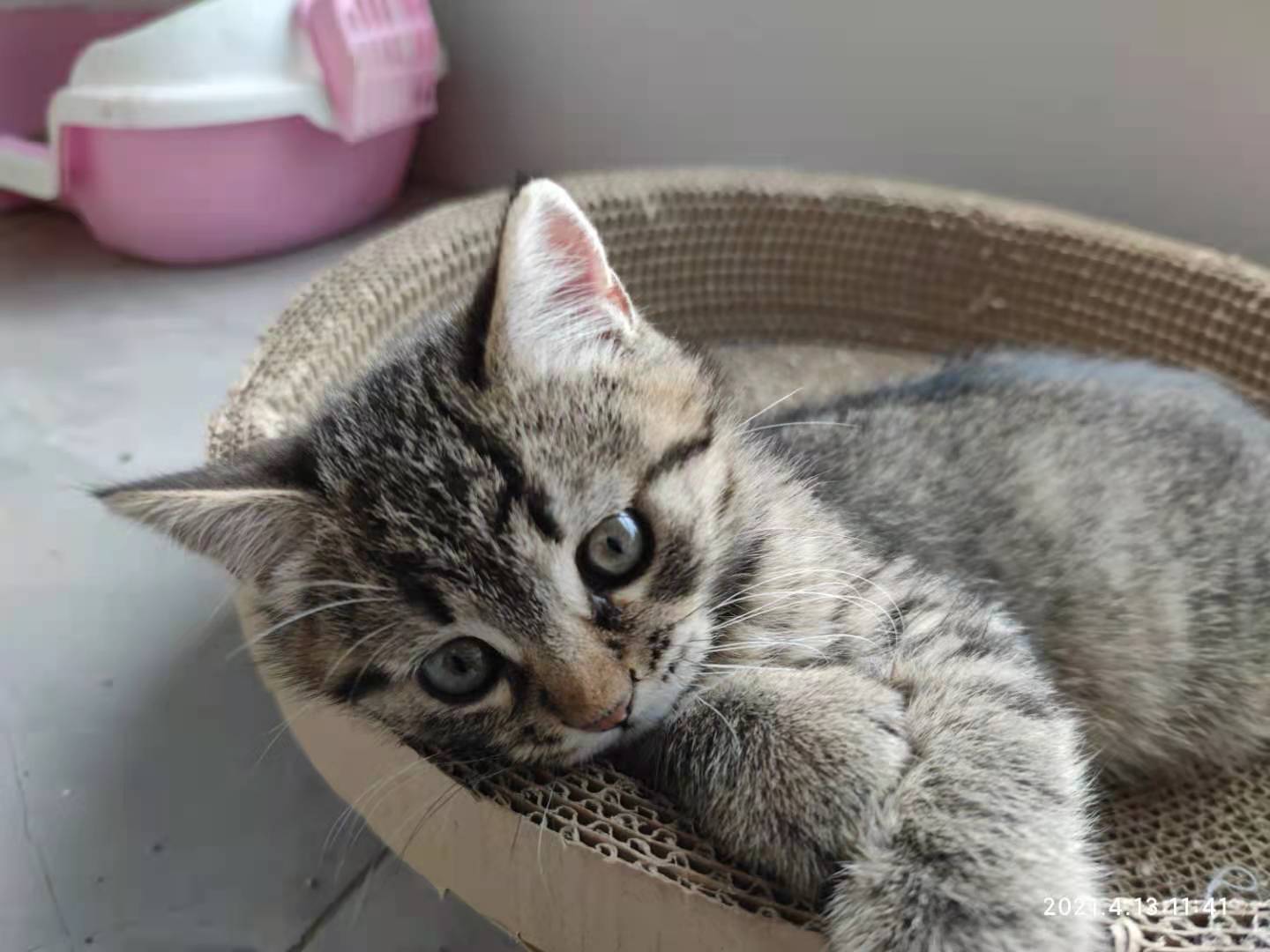 西安一只小猫求领养美短串黑猫已找到