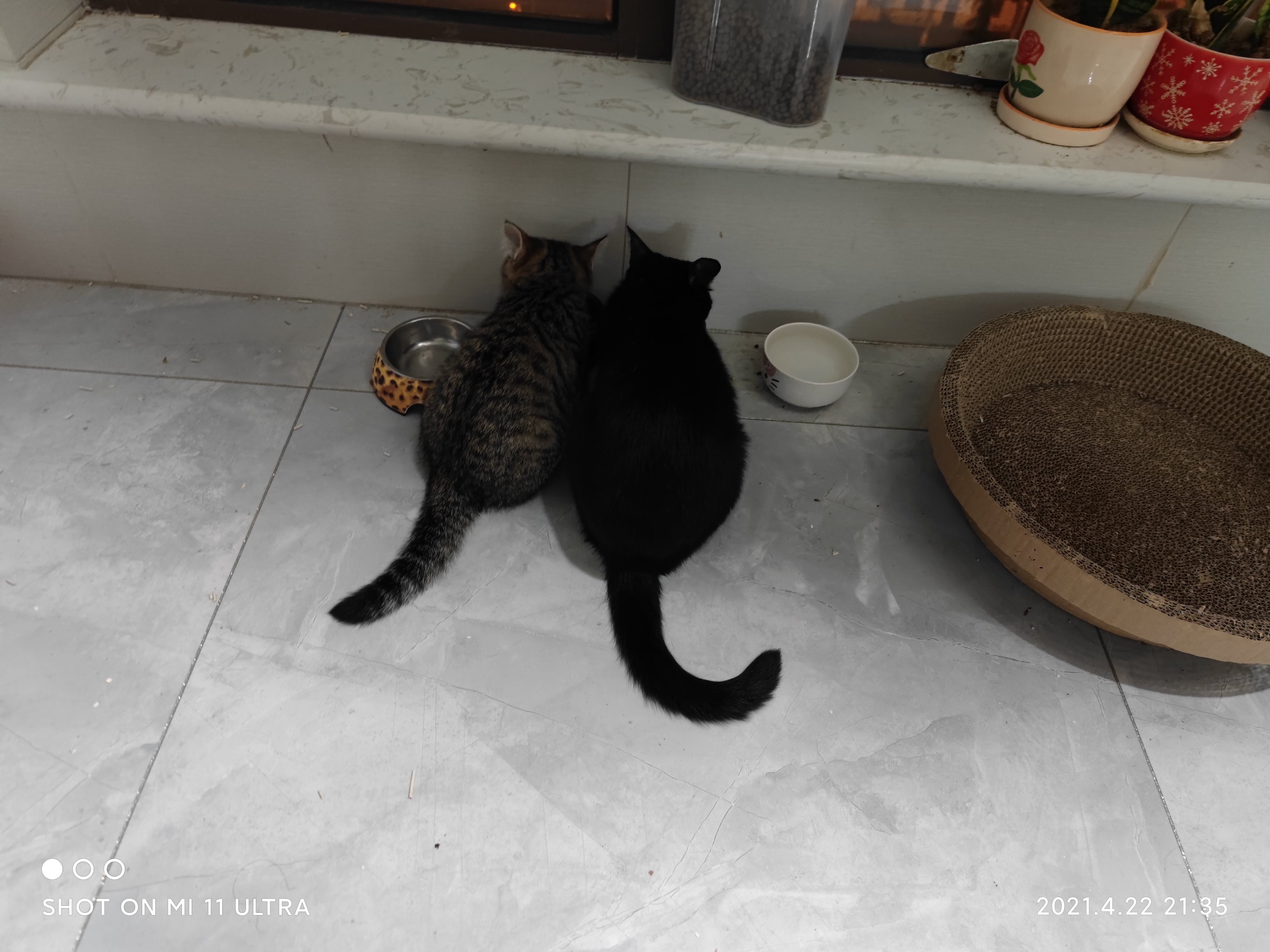 西安一只小猫求领养美短串黑猫已找到