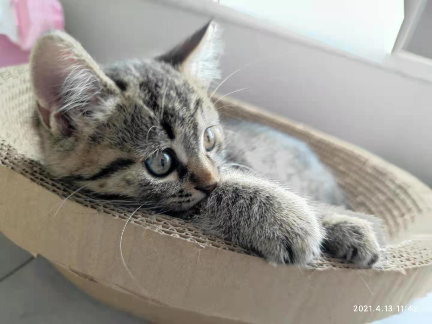 西安一只小猫求领养(美短串黑猫)(已找到)