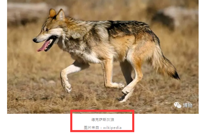 德克萨斯论德州狼的灭亡