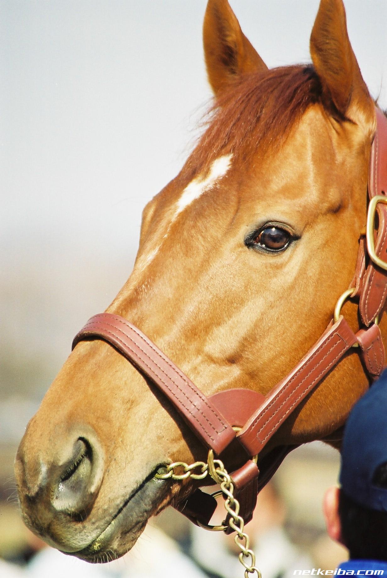 (t.m.歌剧王,テイエムオペラオー)