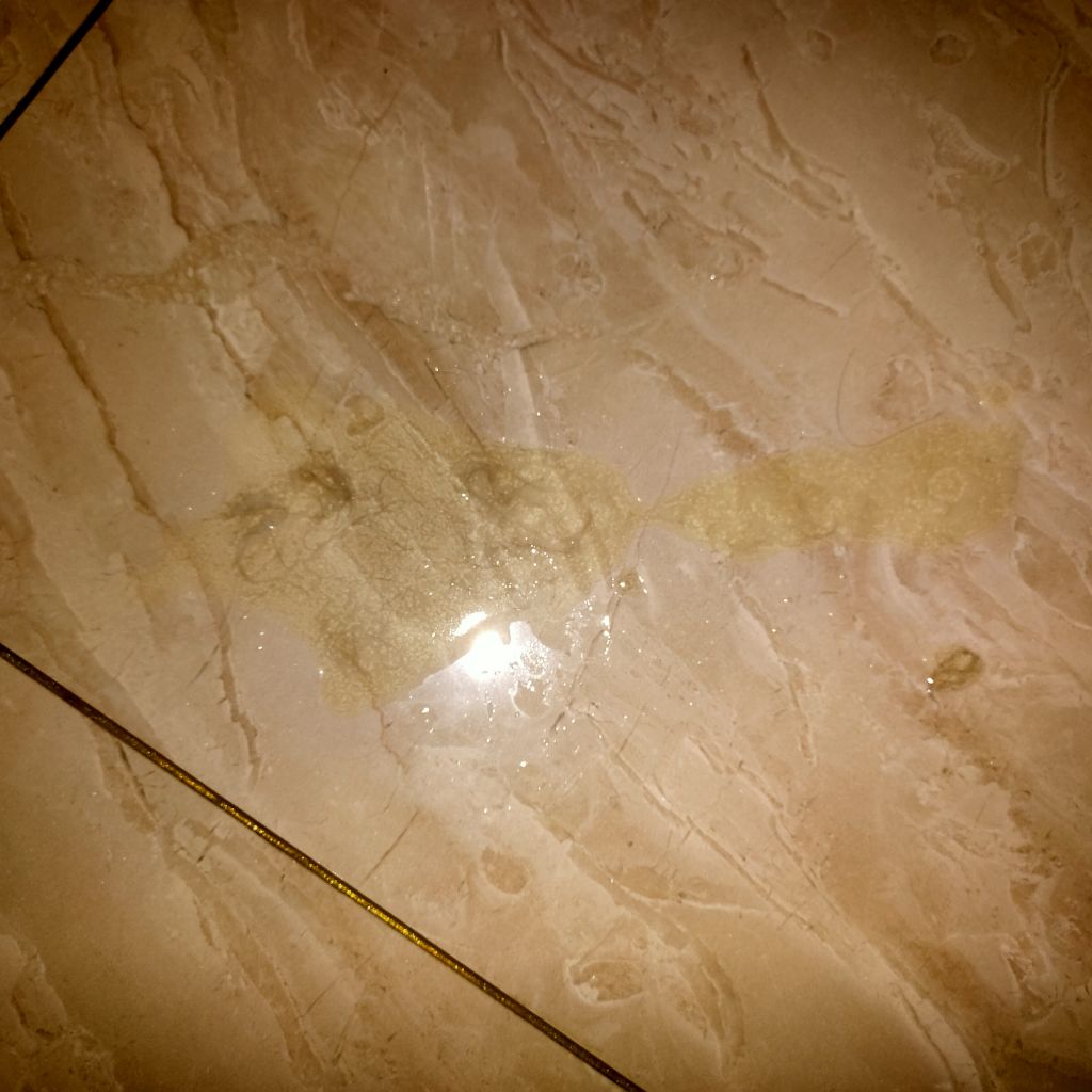 三个月小猫早上玩着玩着突然吐了(内有呕吐和血常规照片)