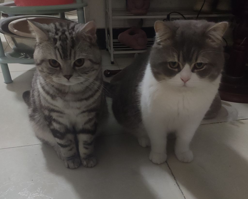 家里两只猫打架把我笑傻了