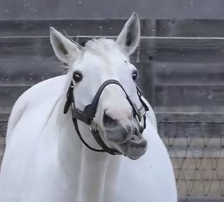 同人相关同人创作安科安价新晋训练员在特雷森学院暂停更新