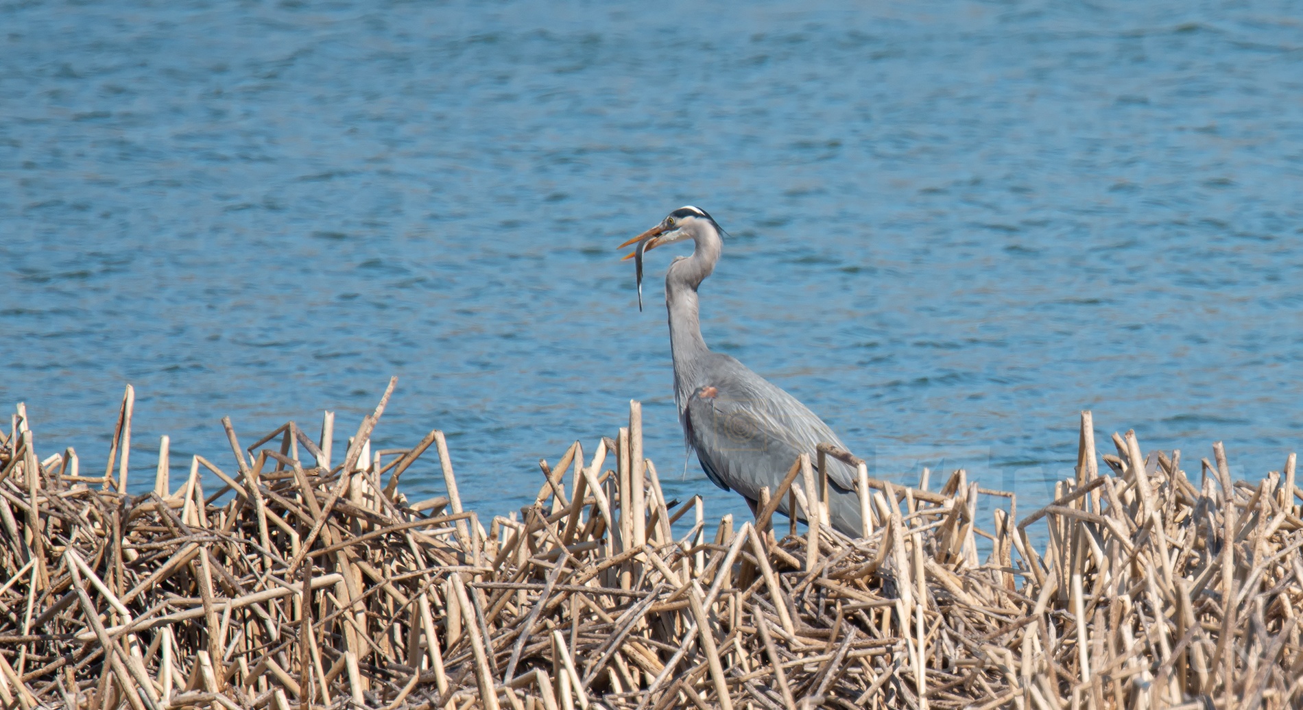 我也来打鸟蓝鹭捕鱼抓拍手持