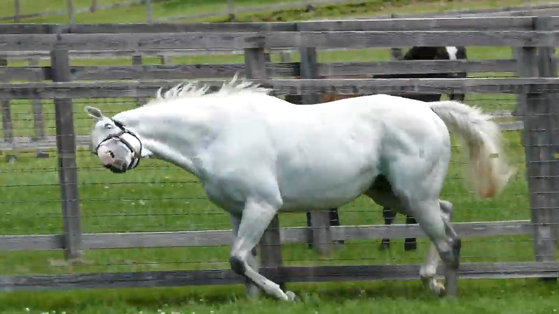 赛马娘 prettyderby [闲聊杂谈]5分钟 我要黄金船的全部表情包