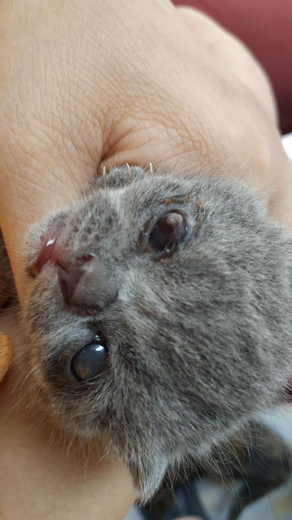 猫猫求助早产的小猫眼睛这样了还有救吗