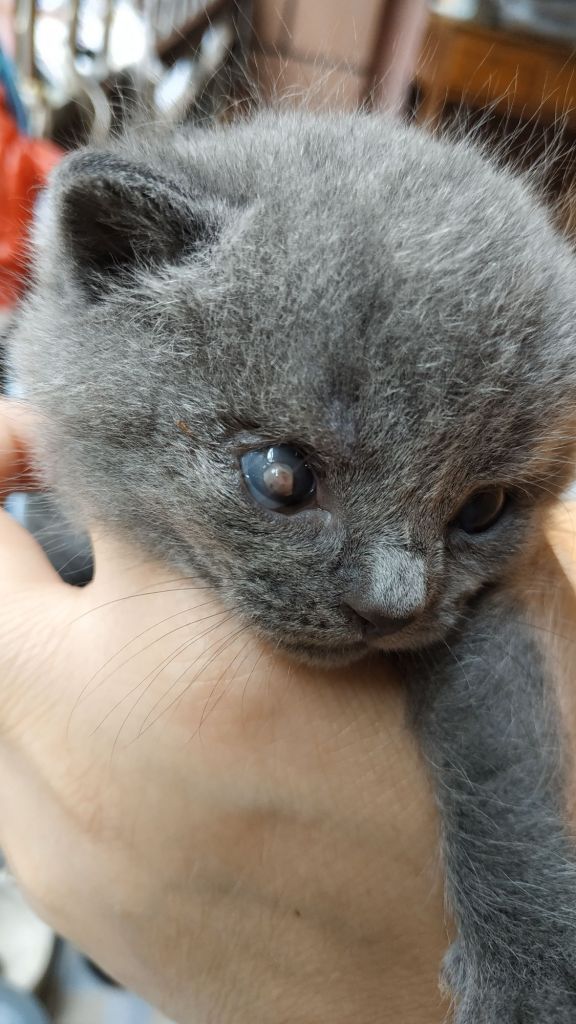 猫猫求助早产的小猫眼睛这样了还有救吗