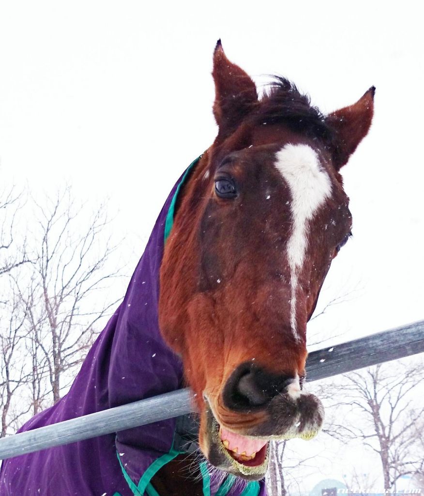 闲聊杂谈目白莱恩可爱