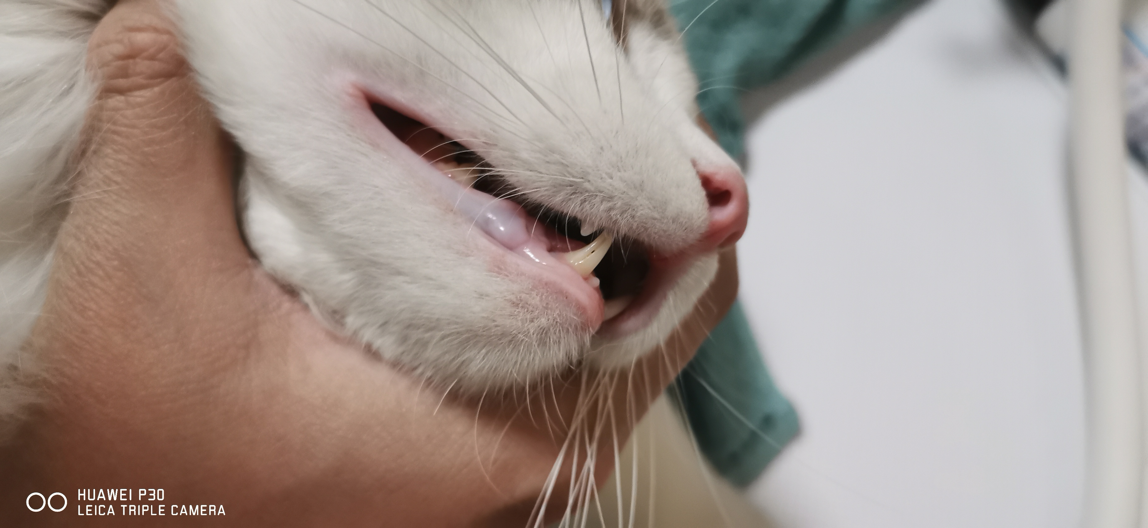 你们的猫牙上都有放血槽吗