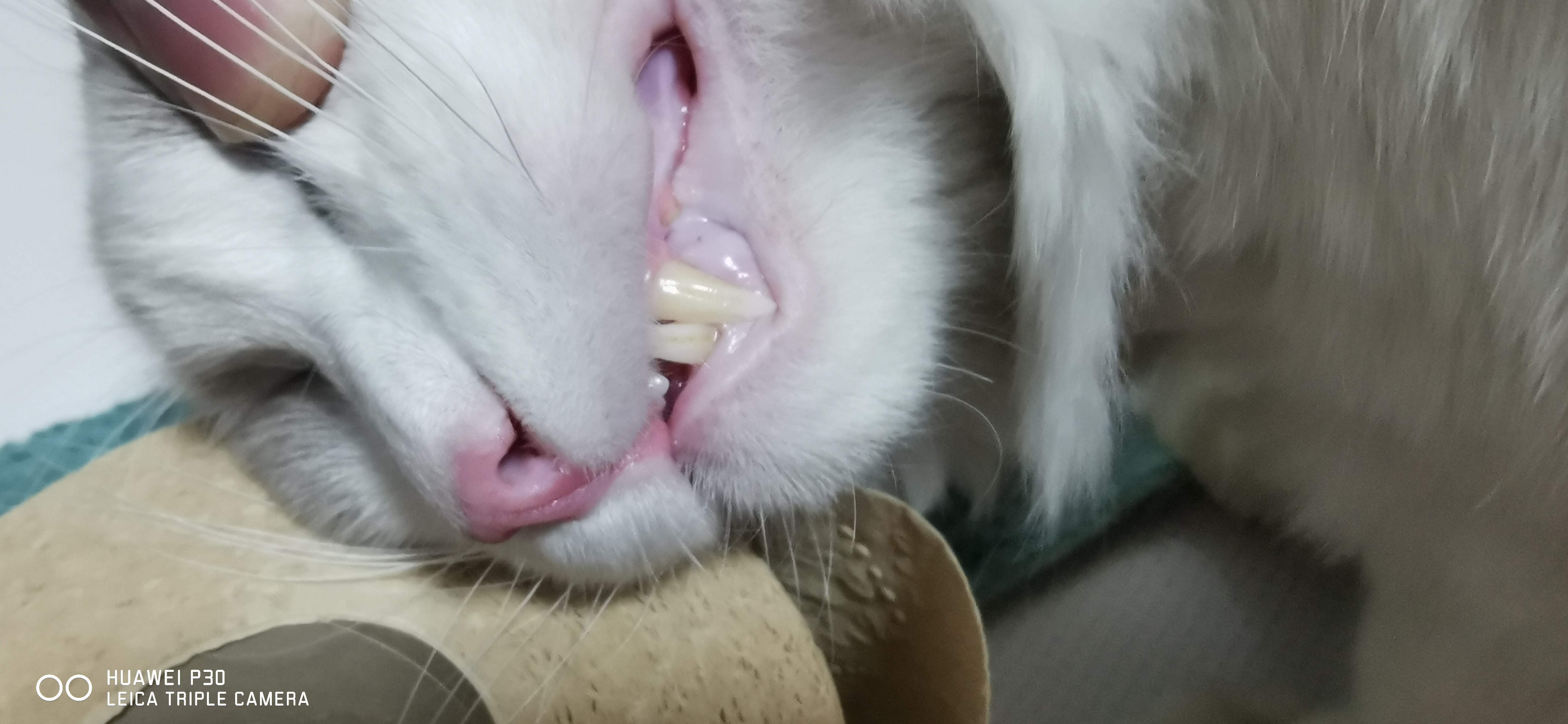 你们的猫牙上都有放血槽吗