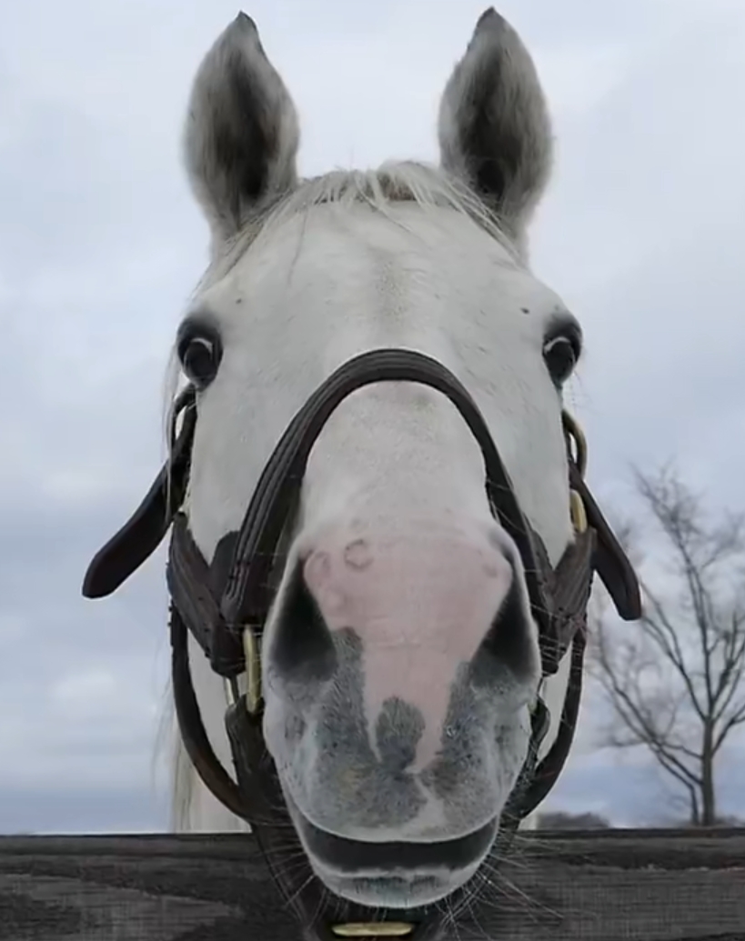 杂谈兄弟萌来多点本马俯视的照片