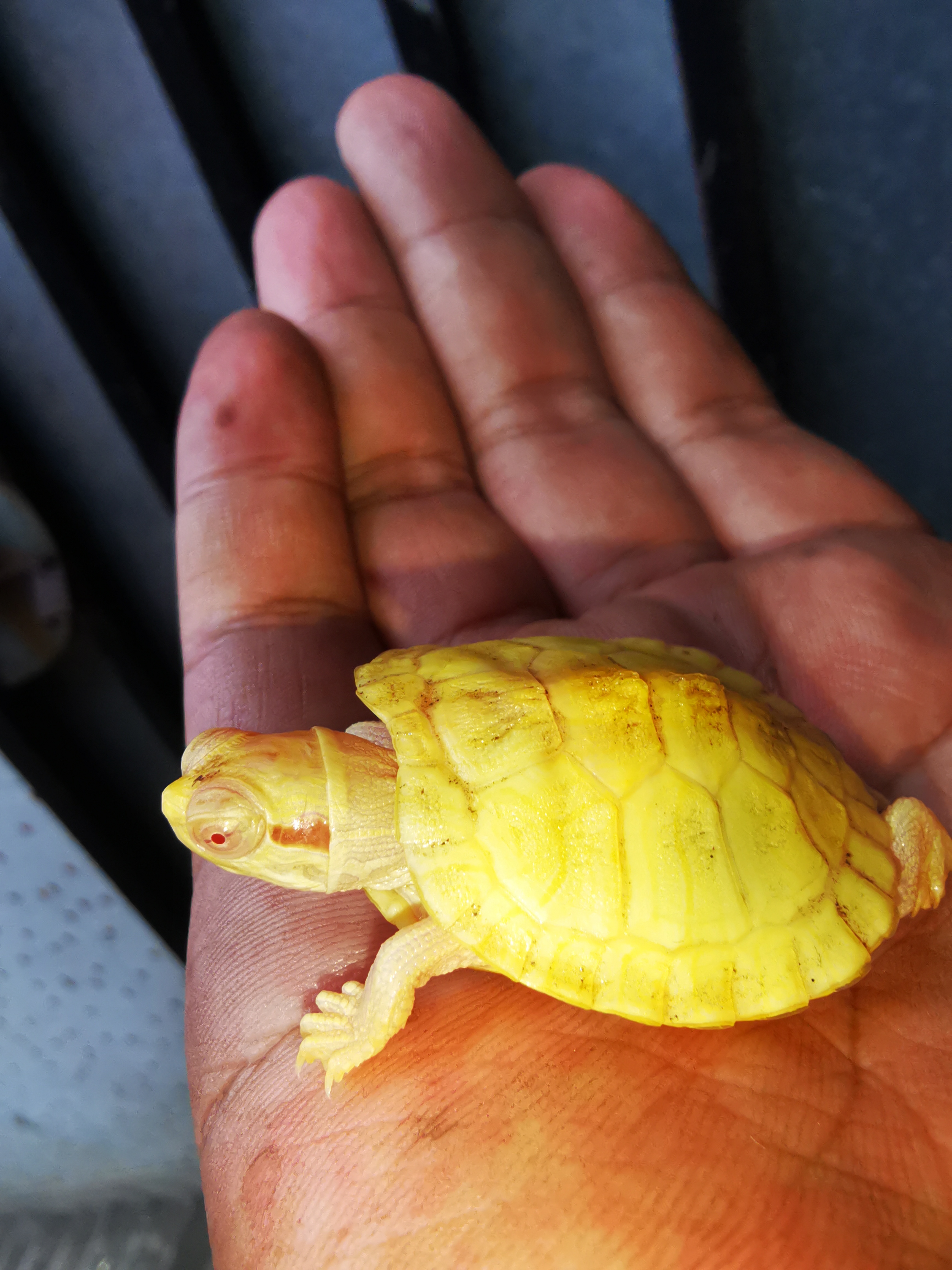 养龟氵推荐一个最近很适合入手的龟种白化巴西龟
