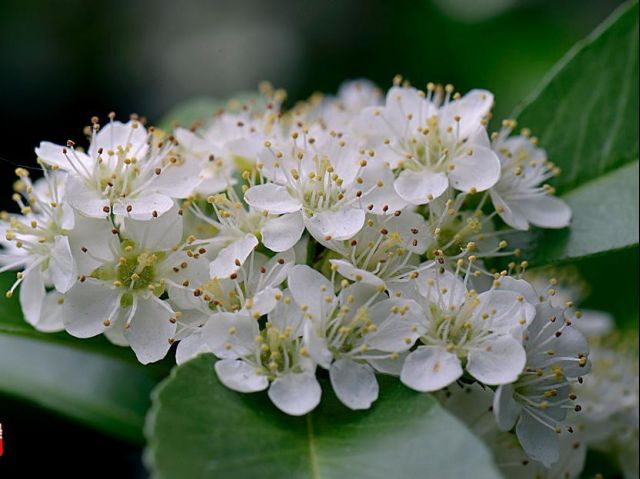 衣服上的说是白丁香还差不多.