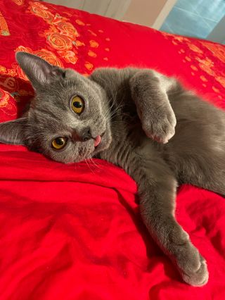 晒一下我家可爱的二狗