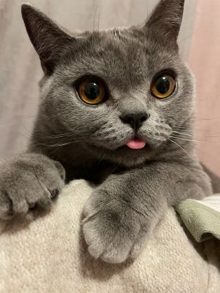 晒一下我家可爱的二狗