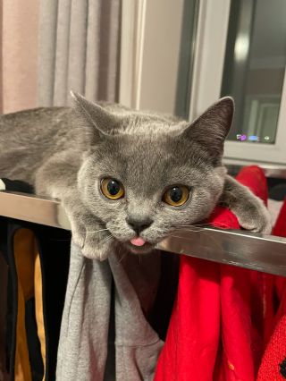 晒一下我家可爱的二狗