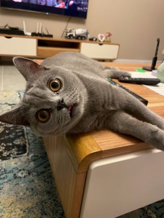 晒一下我家可爱的二狗