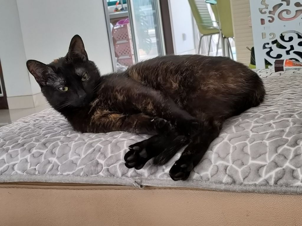 请问,这里有养玳瑁猫的么